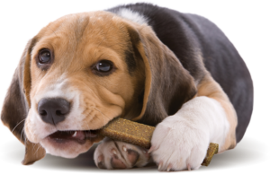 dental-chew-beagle