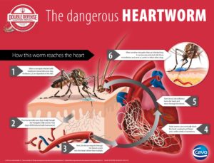 dangerous-heartworm