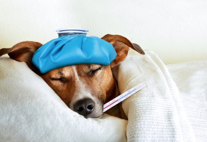 Dog with Fever