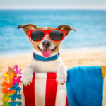 jack russel dog resting and relaxing on a hammock or beach chair  at the beach ocean shore, on summer vacation holidays