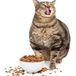 tips_for_feeding_overweight_cat