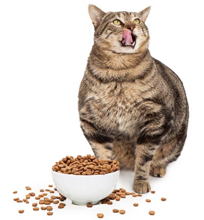 tips_for_feeding_overweight_cat