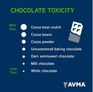 chocolate-toxicity